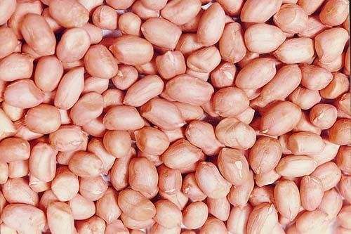 鲜花生  正阳白沙花生