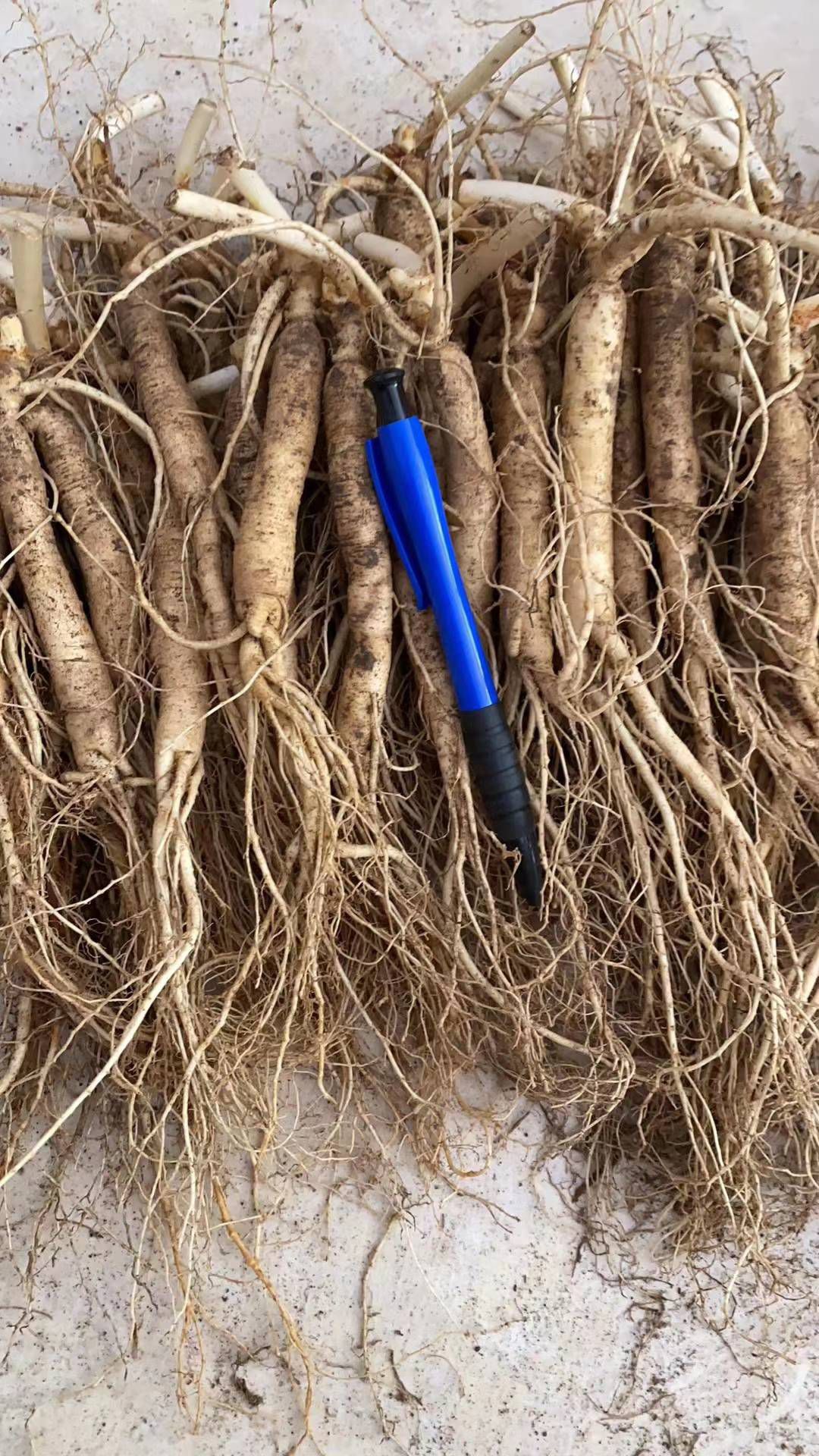 长白山人参 长白山鲜人参 物美价廉保养身体