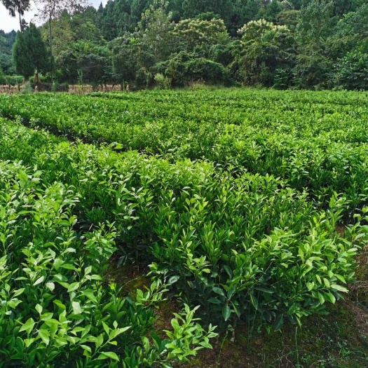 成都纽荷尔脐橙苗  纽荷继橙苗，基地直销没有中介商的那种