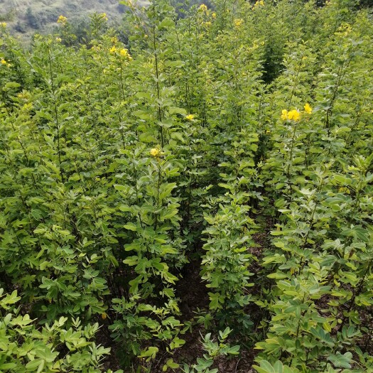 黄花槐地径0.5-0.7公分黄花槐树苗黄花槐小苗基地直供