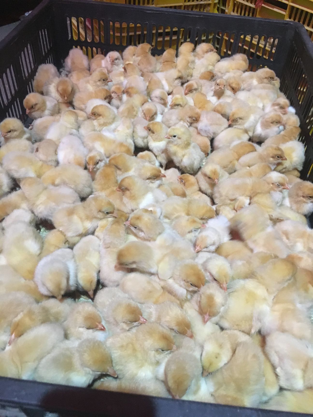 鸡苗  三黄鸡苗  岭南黄