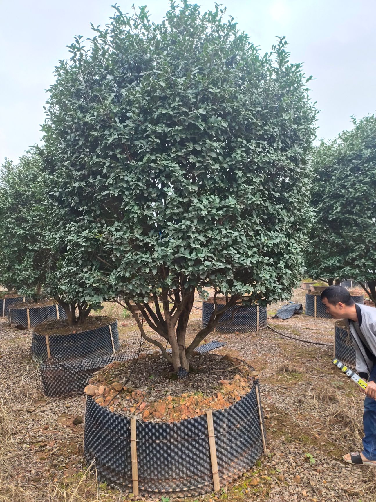 茶梅  ，茶花，地苗，杯苗，产地直销，大量供应
