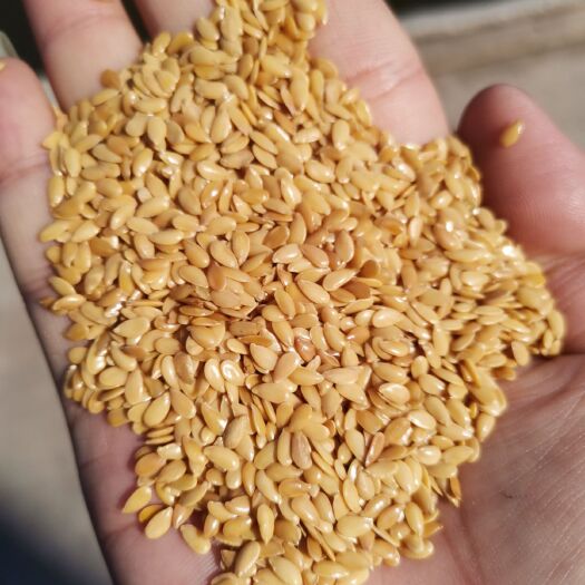 天津清选比重去石磁选色选，食品级黄金亚麻籽