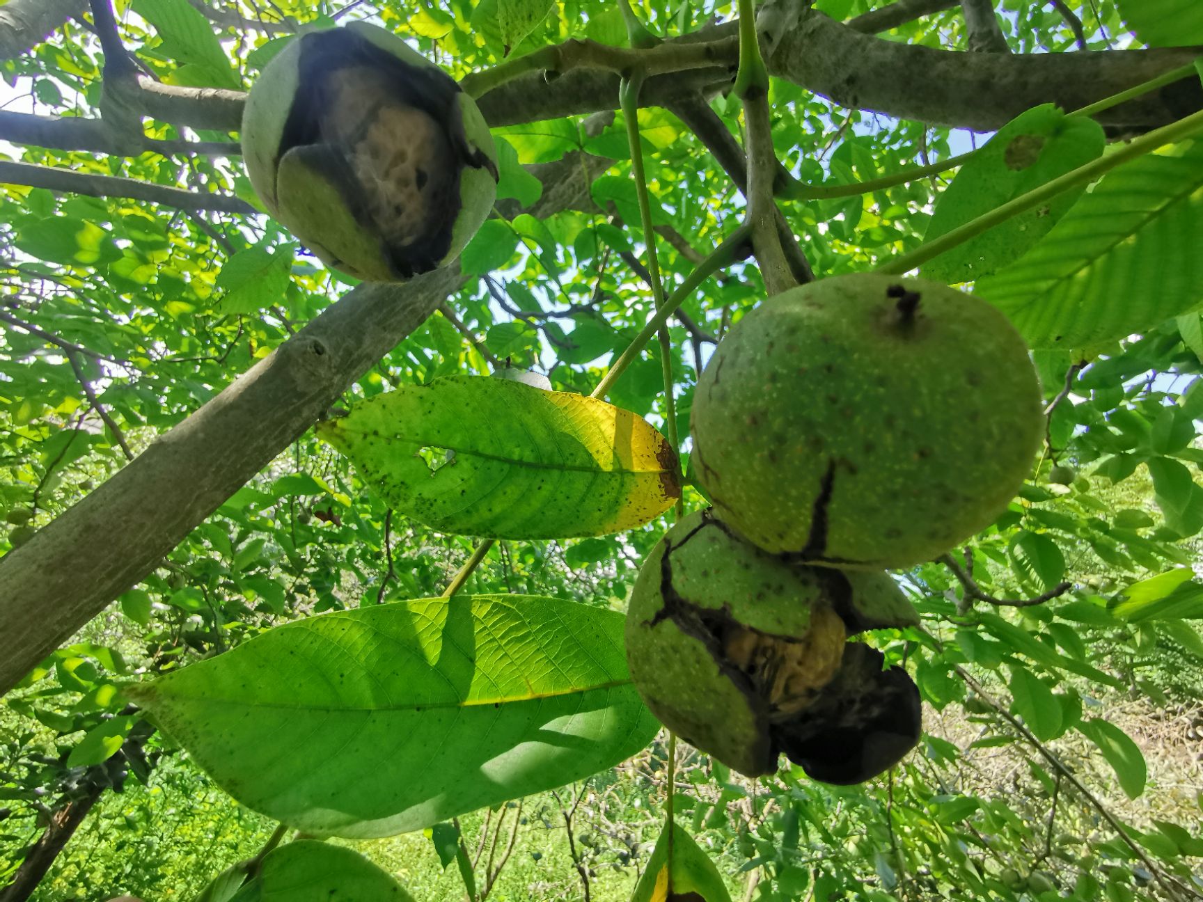 野生核桃  云南生态核桃排