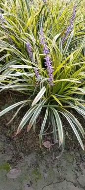 麦冬草  金边阔叶麦冬基地供应