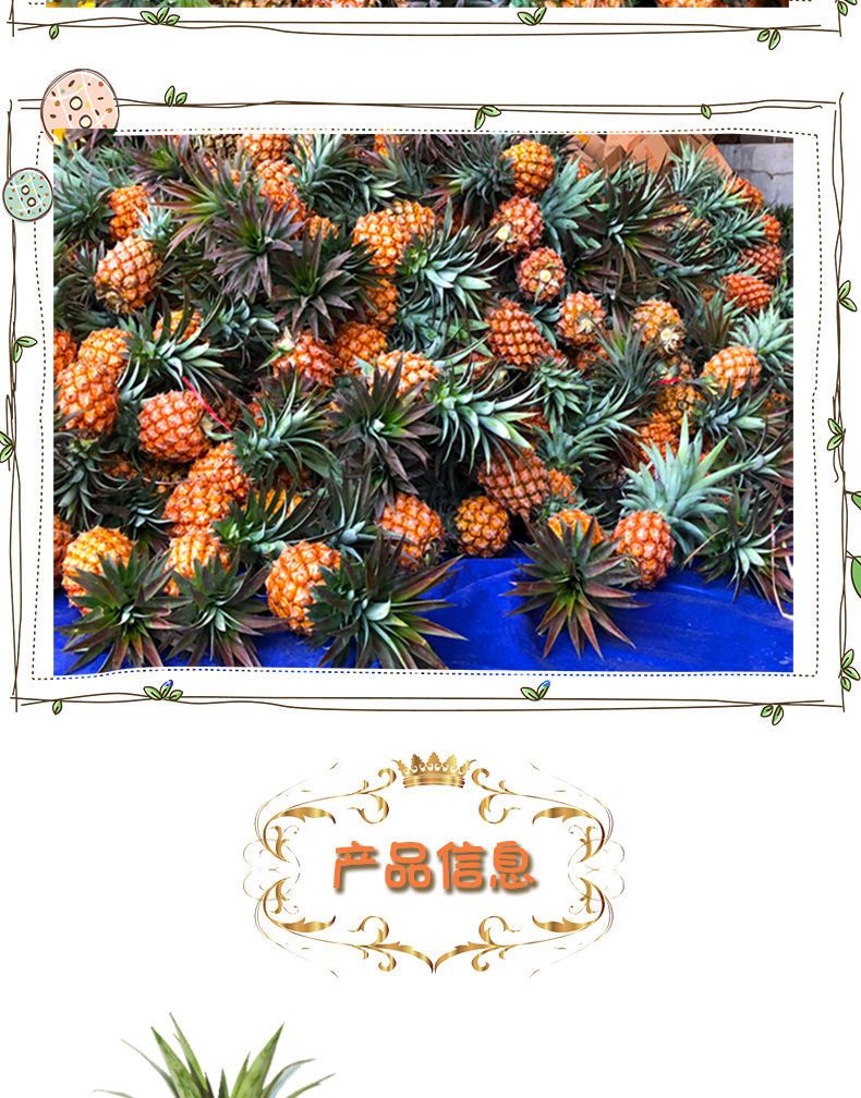 【甜汁】金钻凤梨新鲜水果手撕无眼凤梨菠萝应季水果包邮