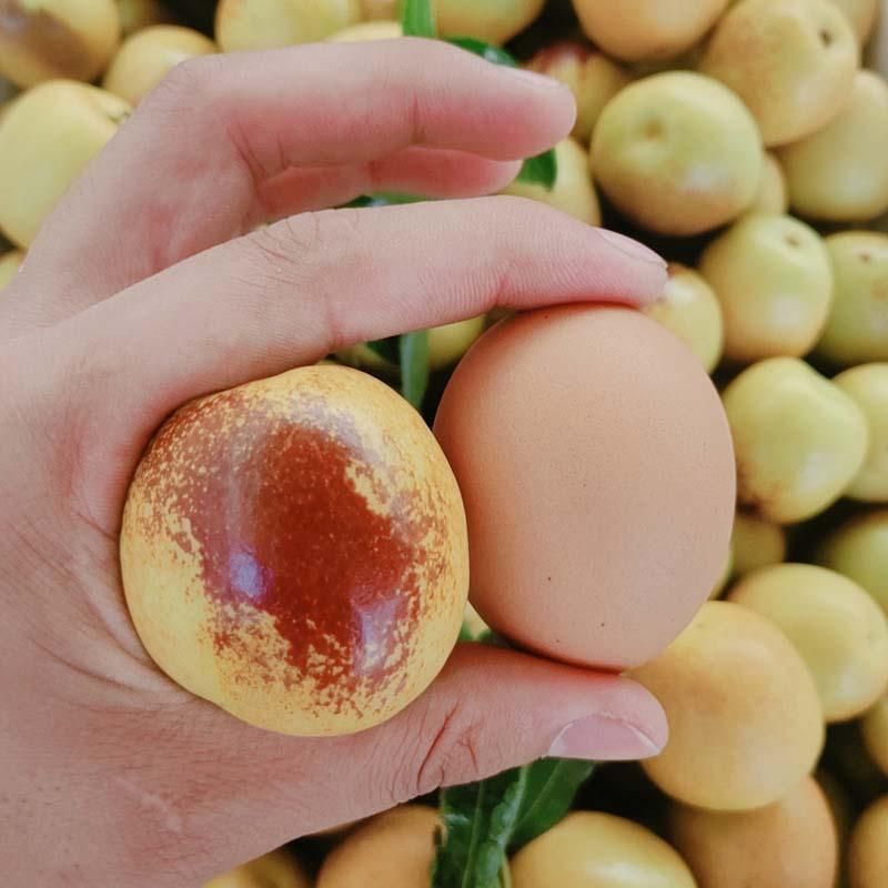 冬枣树苗  沾化冬枣苗