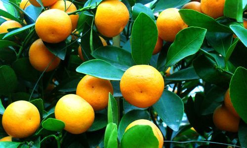 普早蜜桔  橘子🍊🍊🍊成熟了，口感好无花皮，新鲜上市，欢迎新老客户