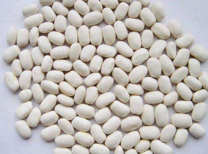 禄劝县大豆  大量优质大白云豆出售