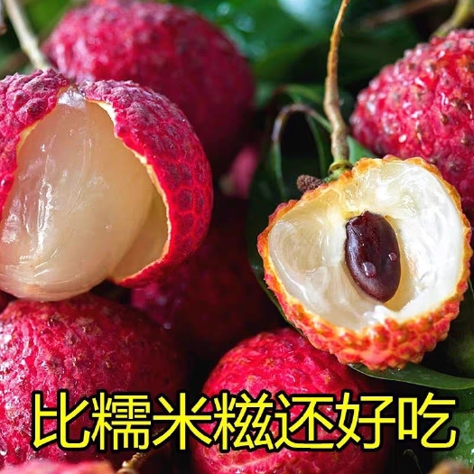 灵山县观音绿荔枝苗  荔枝树苗包正品、观音绿、仙进奉果树苗四季种植