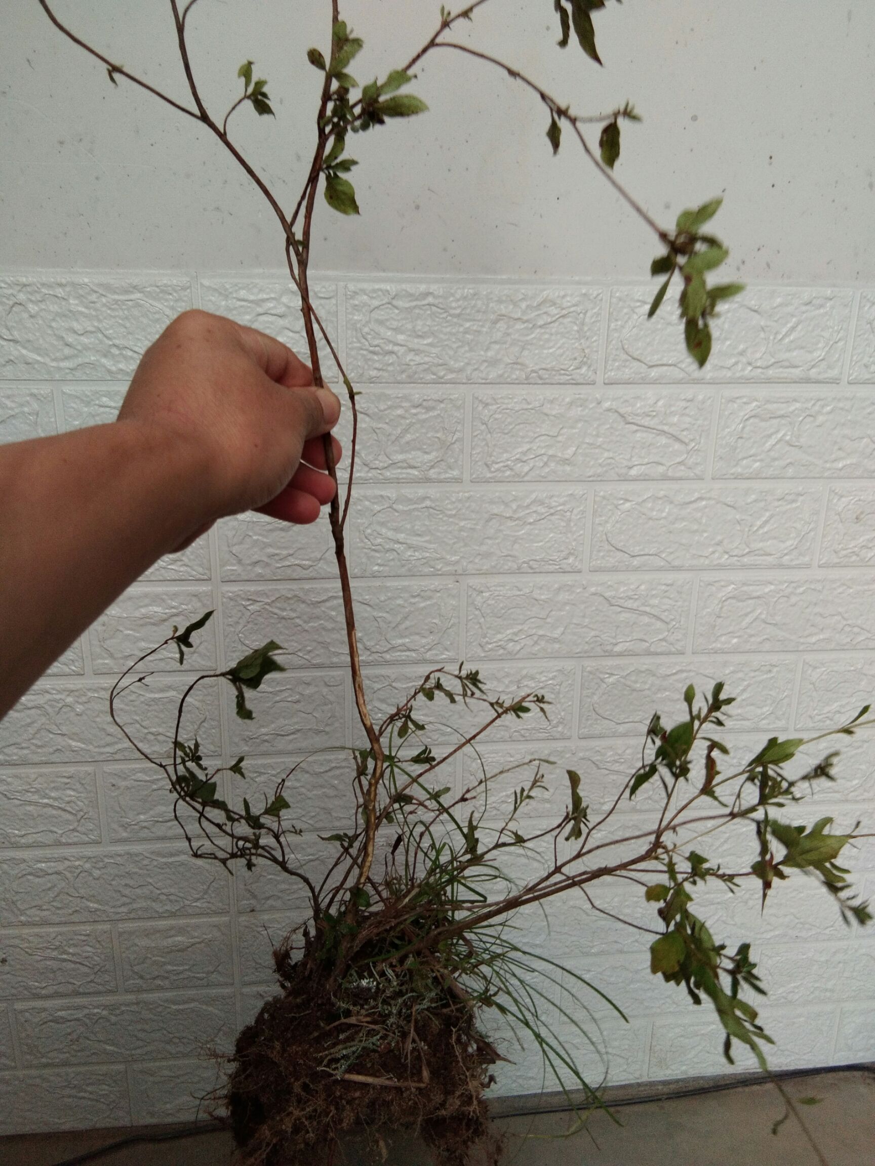 大别山先花后叶品种映山红 三四年苗小丛林