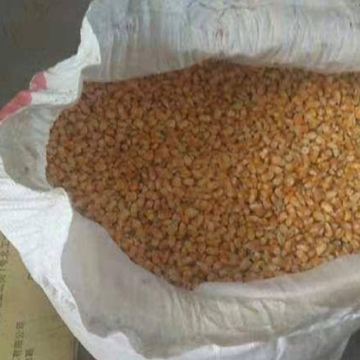 西华县杂交玉米粒  适合养植护
