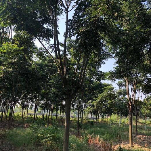 沭阳县南栾  栾树