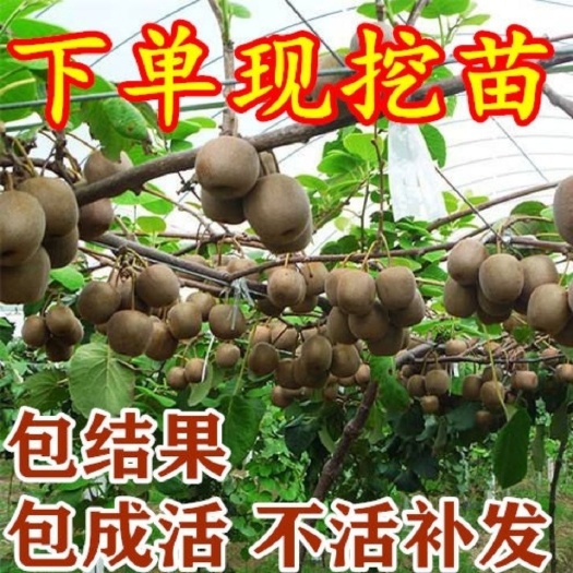 苍溪县苍溪红心猕猴桃苗  嫁接红阳猕猴桃树苗