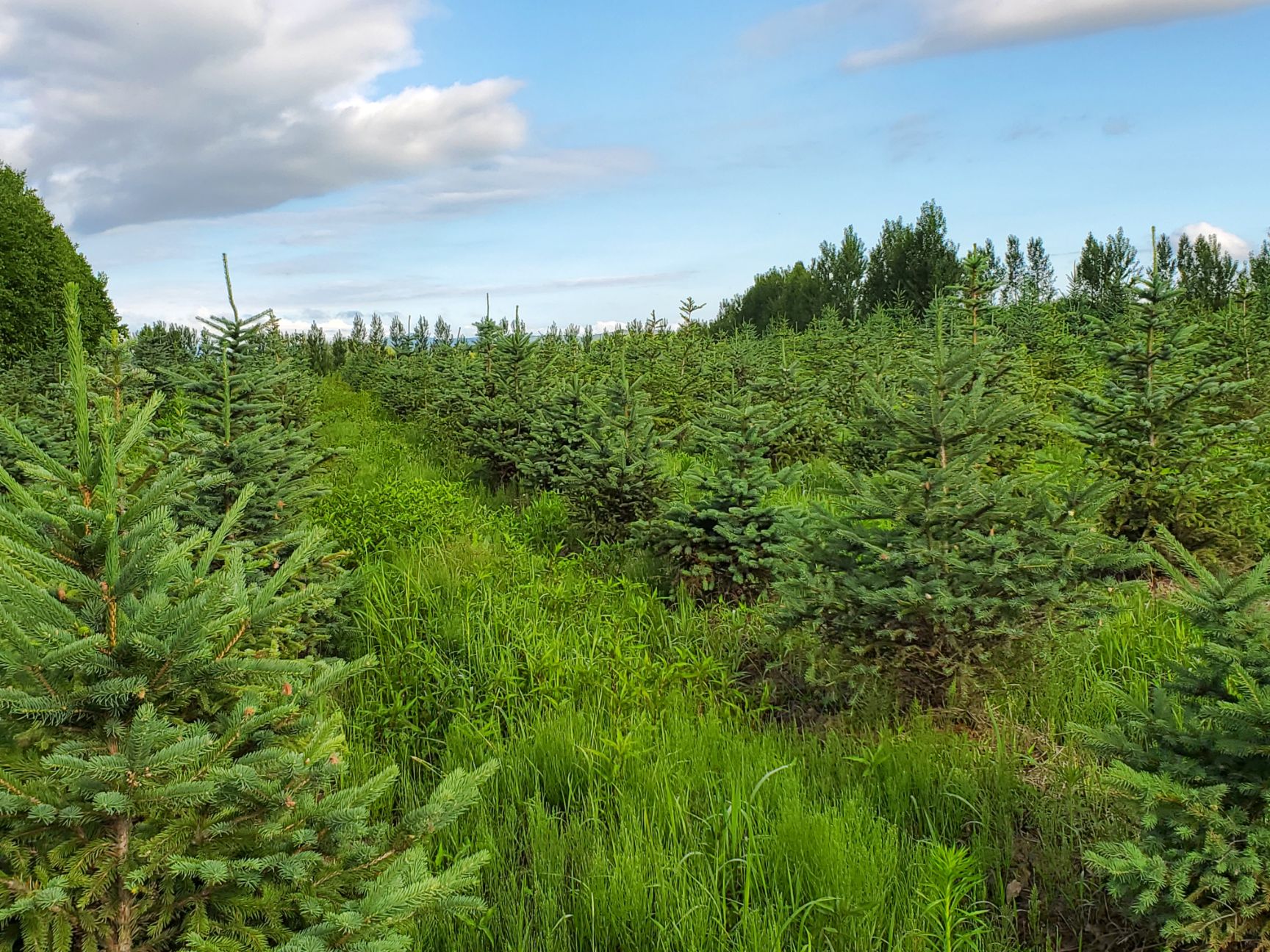 东北云杉 大批量急售密枝云杉，批量起订价格优惠！