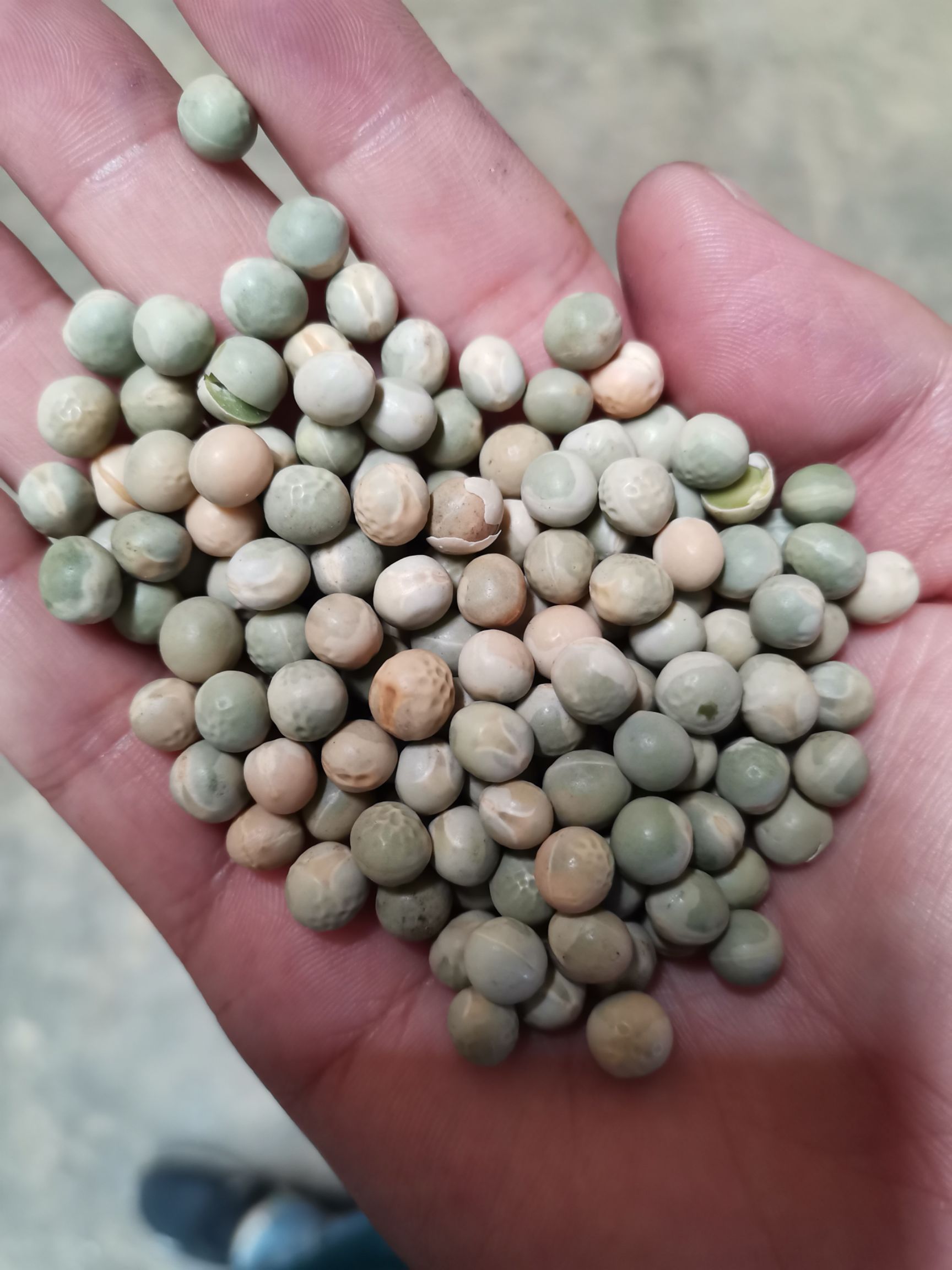 青干豌豆  绿豌豆，质量不同价格不等