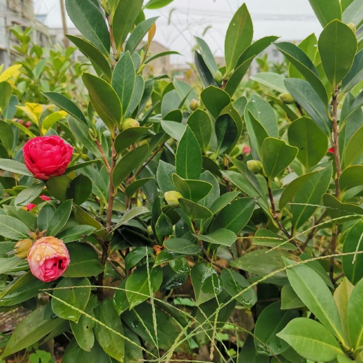 湘潭茶花树 四季茶花