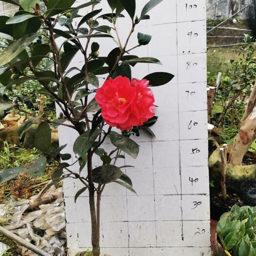 湘潭朱砂紫袍 嫁接茶花，大花品种，现出售都有花苞价格，优惠，量大从优