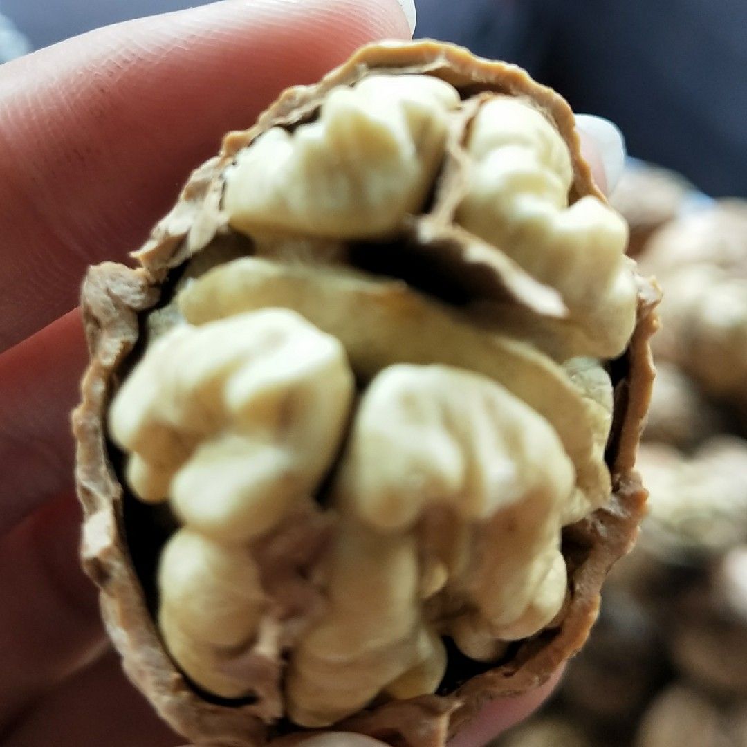 泡核桃  新货麻子果大果