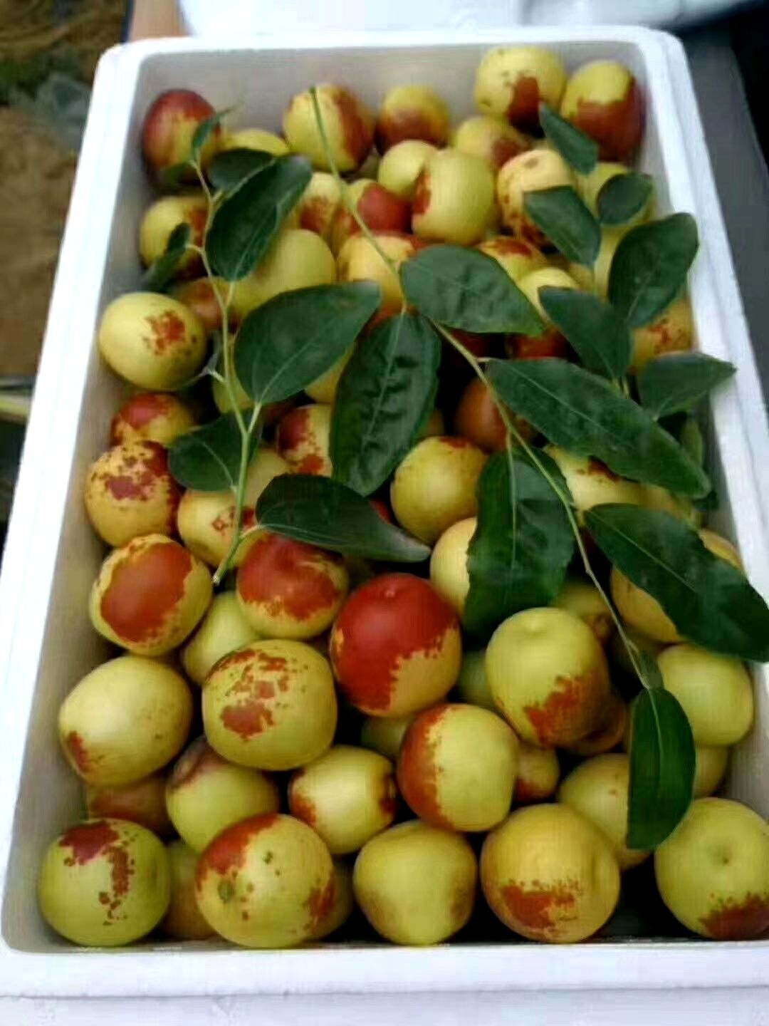 早脆王  皮薄，肉厚，酸甜可口。十月一左右正式开售。