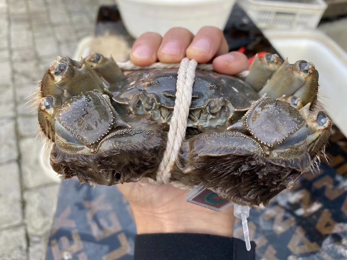 阳澄湖镇镇大闸蟹  红膏大闸蟹批发长期批发