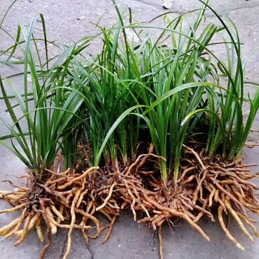 随县兰花春兰4至15棵苗的连株苗叶质好容易栽活绿植盆景花卉地栽草