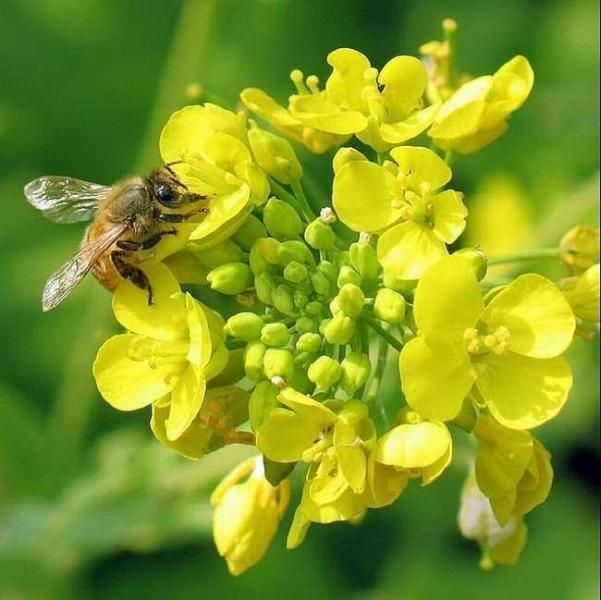  蜂花粉，油菜粉