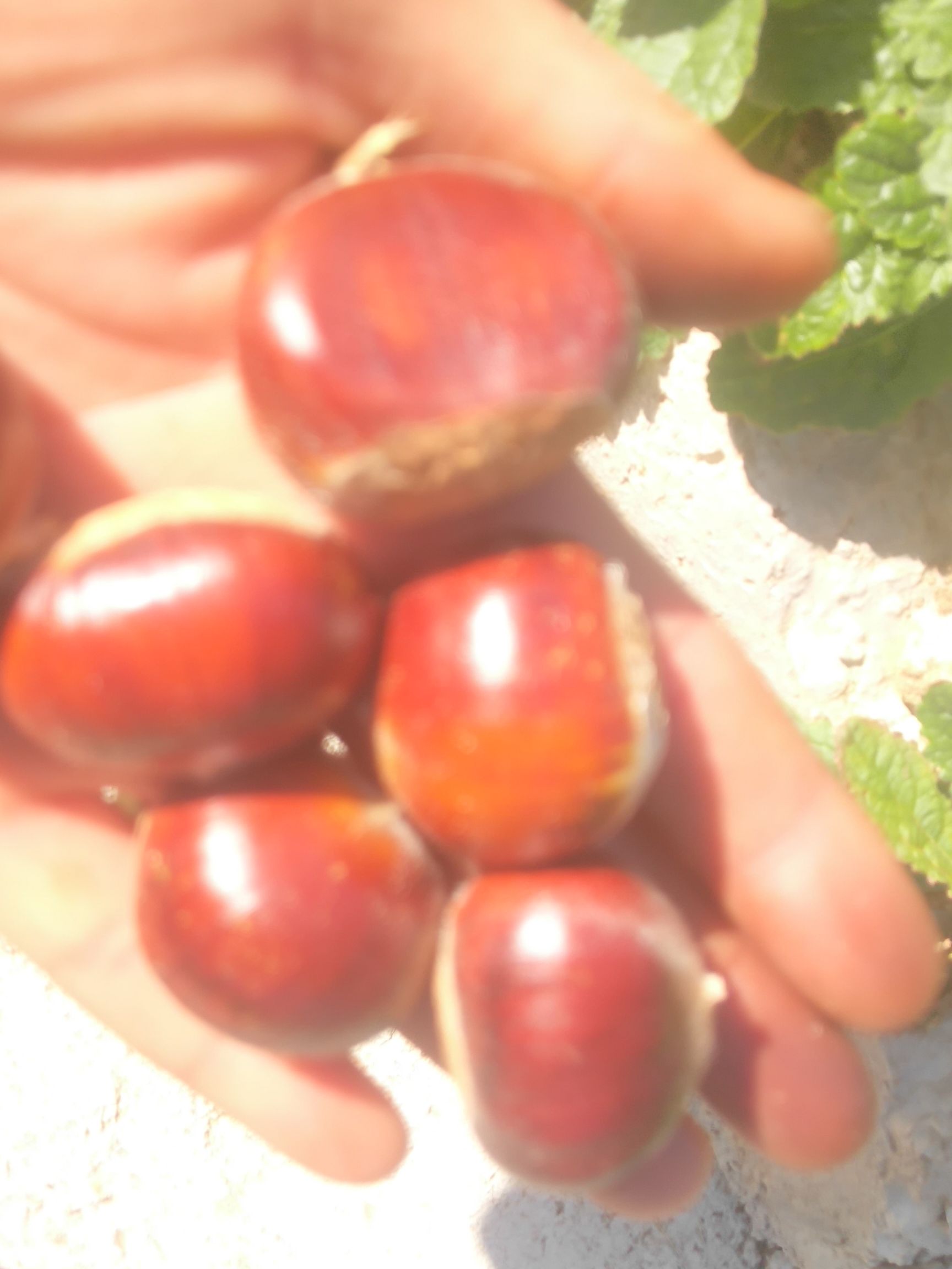 油栗 板栗3113各大，颜色好，里肉特黄，好吃，特甜