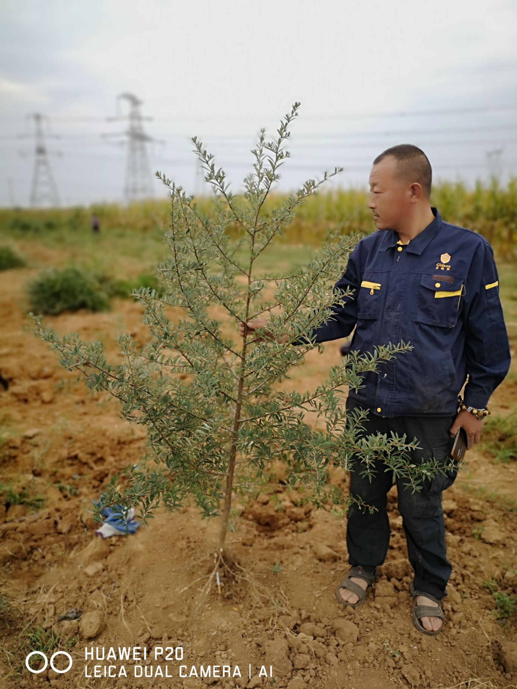 0.3--3公分  一级沙棘苗，大量供应