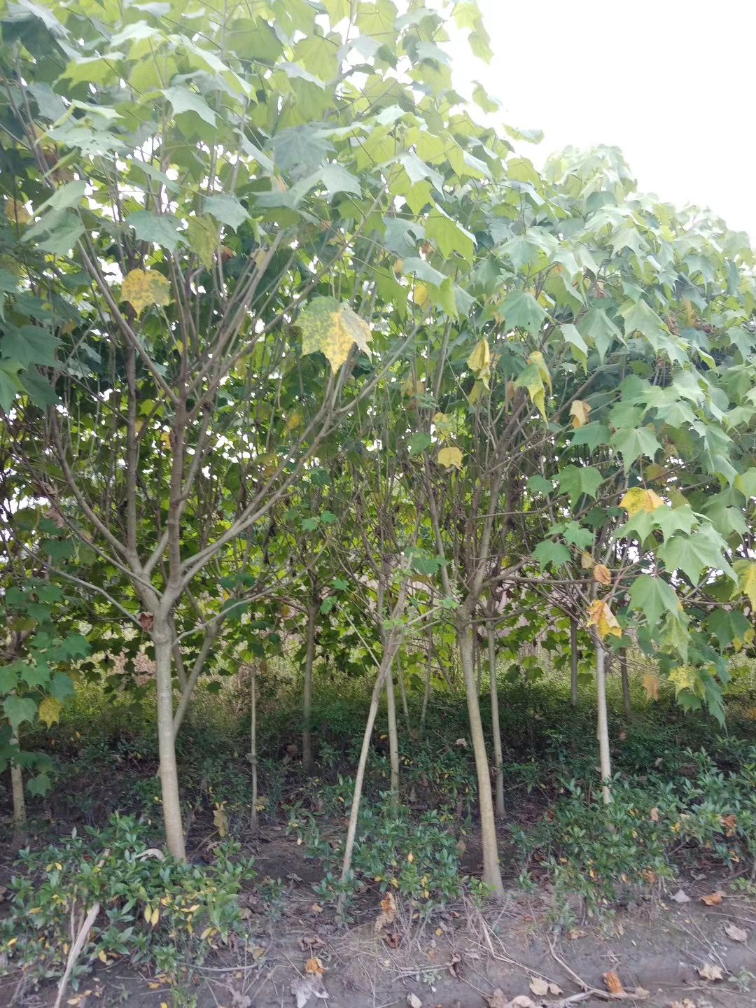 芙蓉花 8至15公分木芙蓉，规格齐全