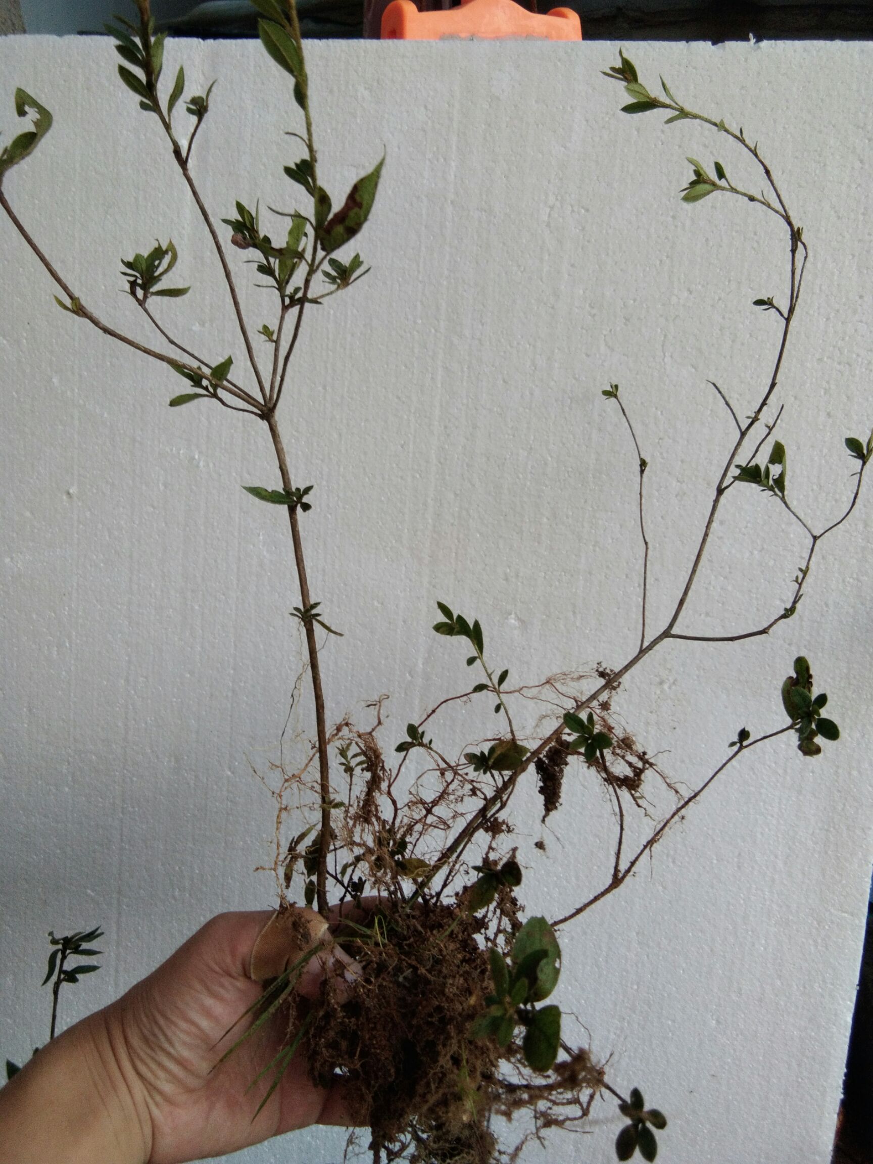 大别山先花后叶品种映山红 三四年苗小丛林