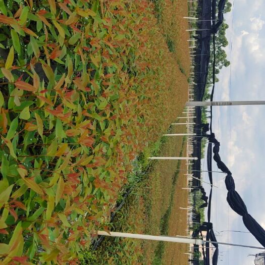 田林县常年批发桉树苗，DH_32  .26.28.29
