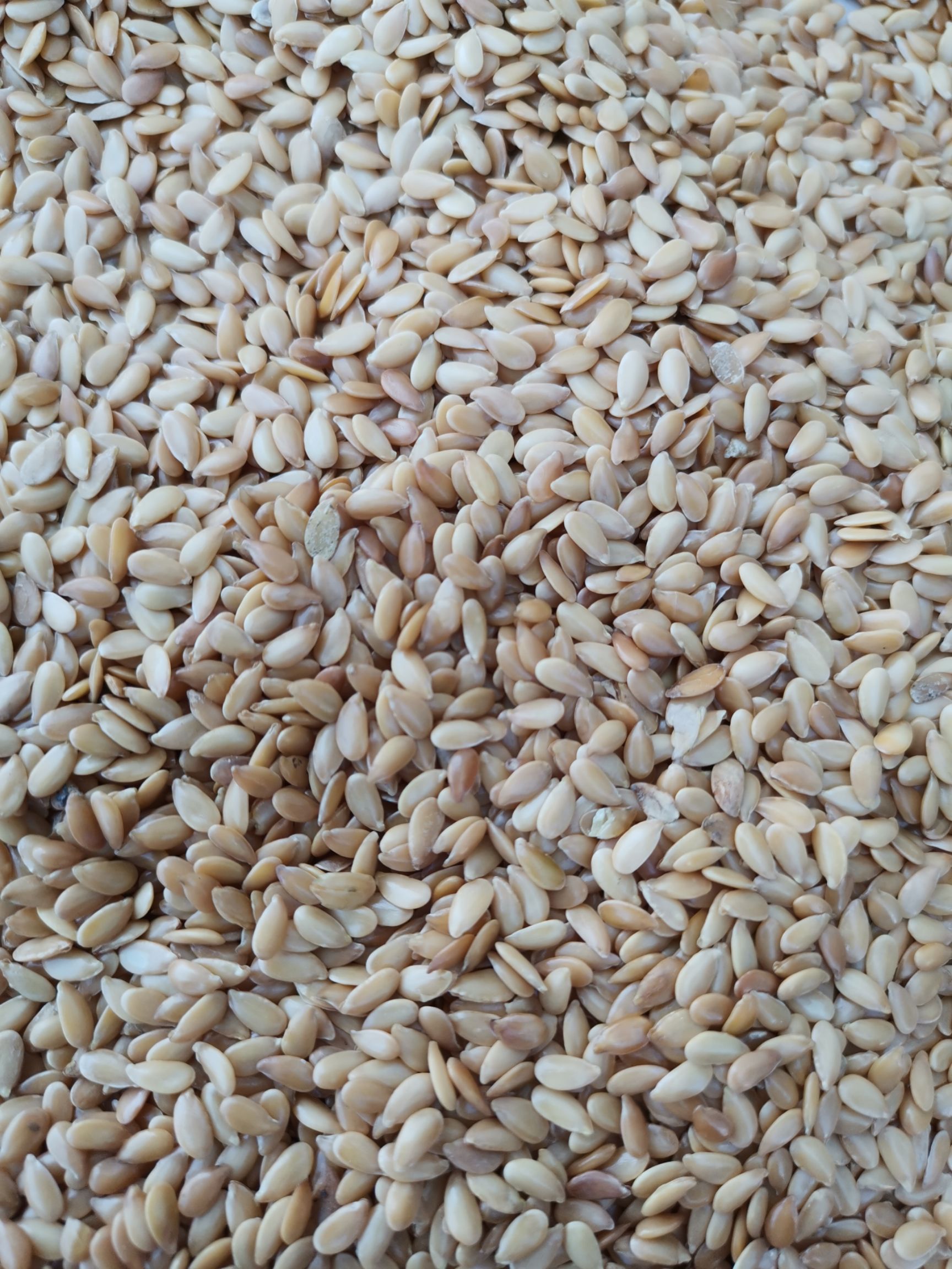 清选比重去石磁选色选，食品级黄金亚麻籽