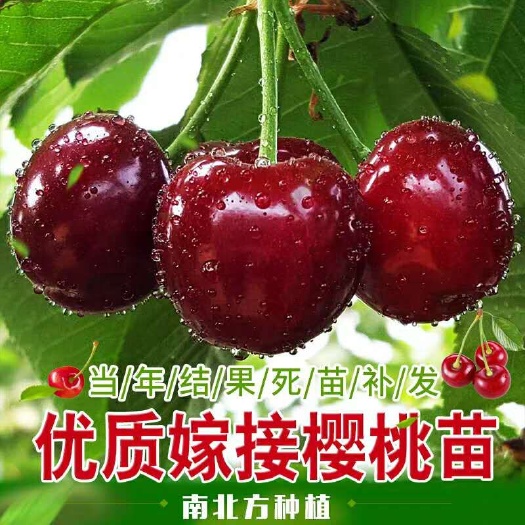 苍溪县红灯樱桃苗  红灯 玛瑙红 乌克兰 挂果樱桃树苗