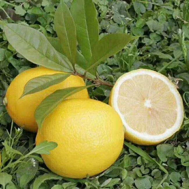 安岳柠檬  四川安岳新鲜现摘黄柠檬果大皮薄汁水丰富6斤包邮
