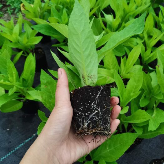 沭阳县​富贵菜  明月草苗盆栽金鸡毛草菜草白背三七阳台绿植泰国仙草