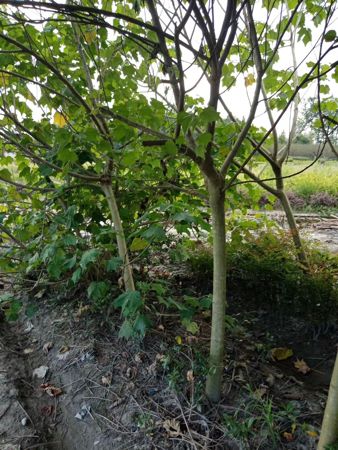 芙蓉花 8至15公分木芙蓉，规格齐全