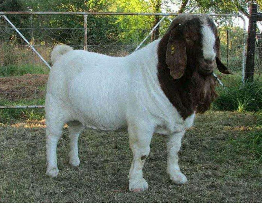 波尔山羊 波耳山羊