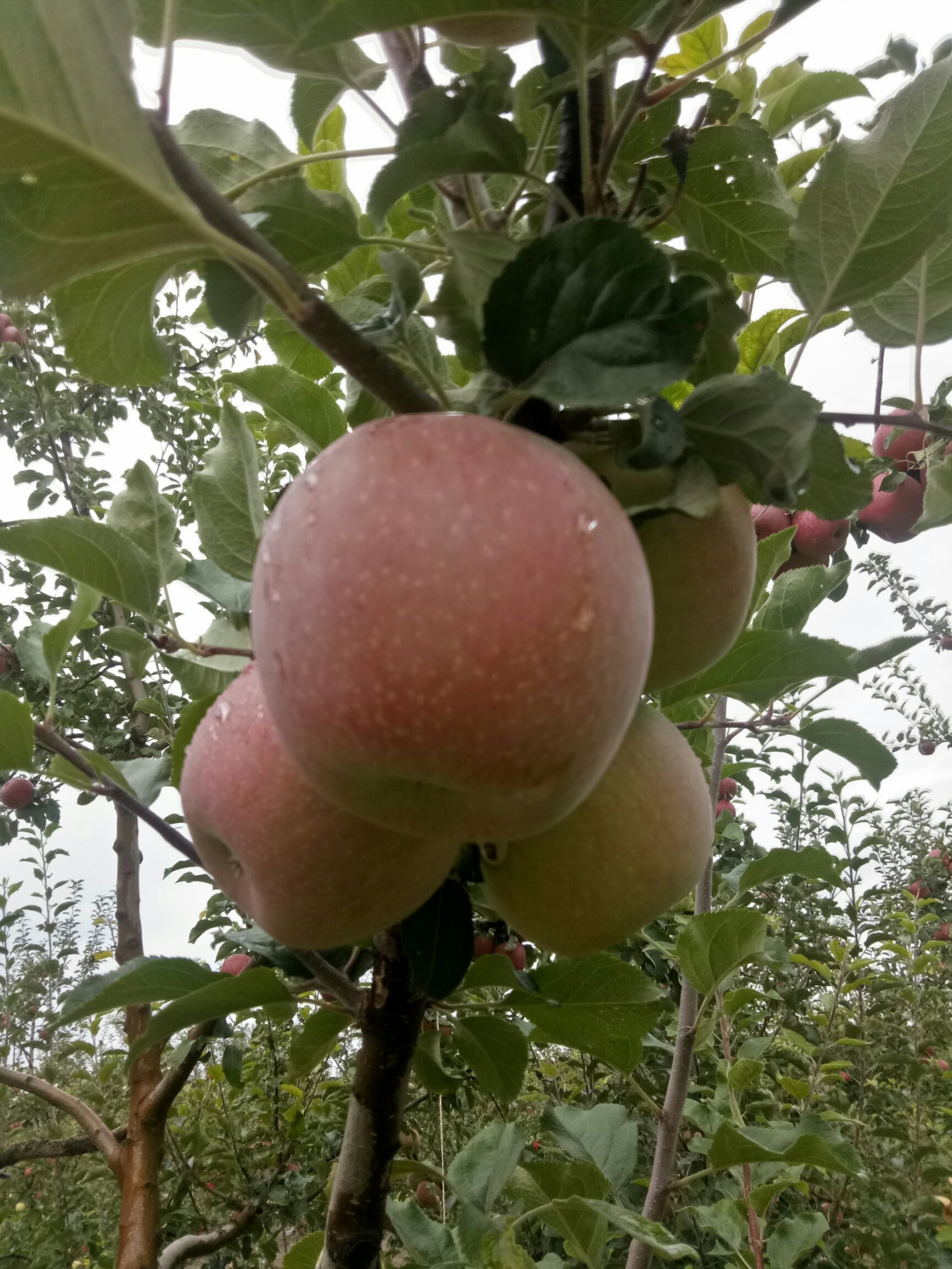 富士王苹果 红富士