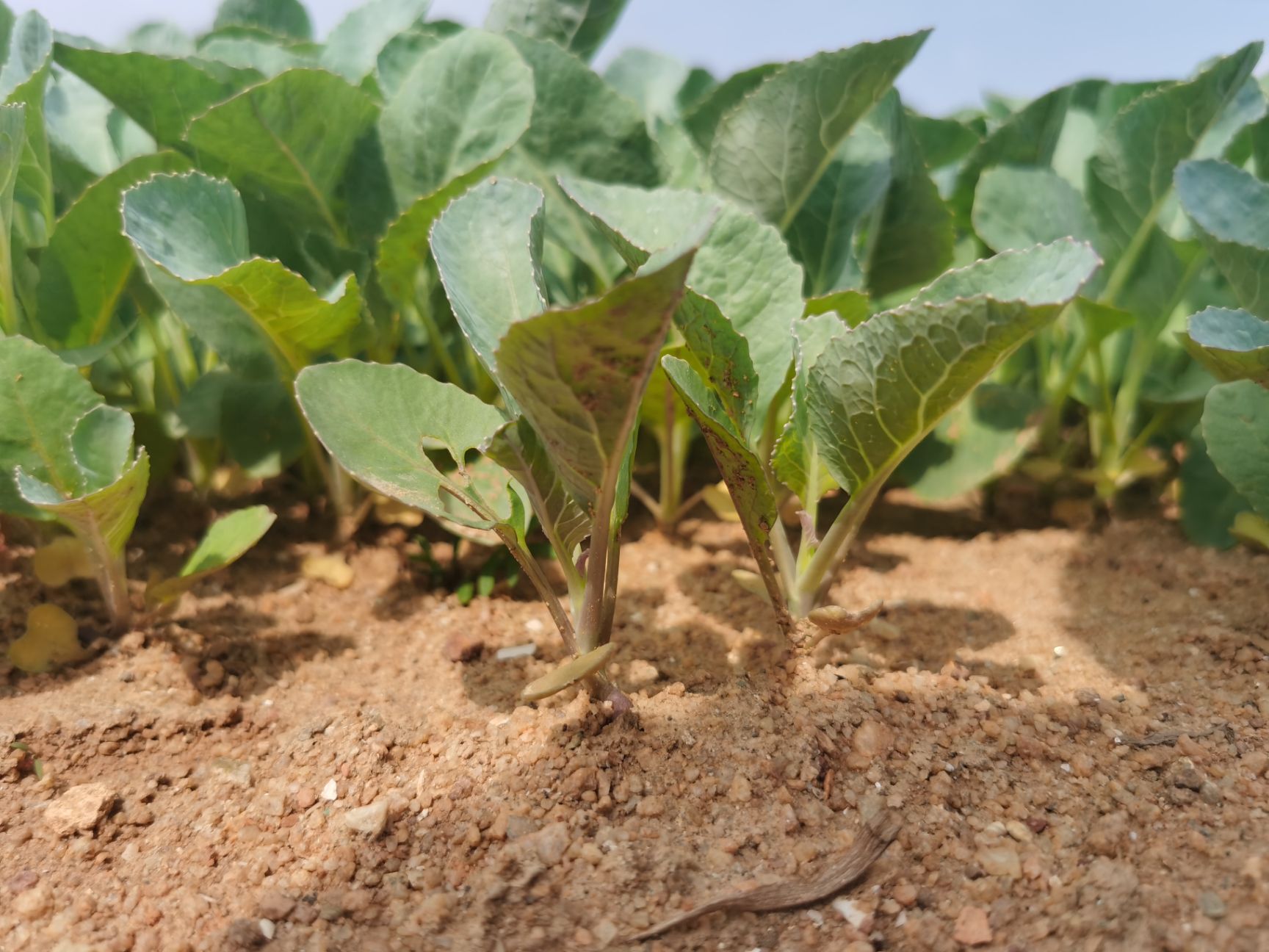 长胜 108天85天青梗松花菜苗