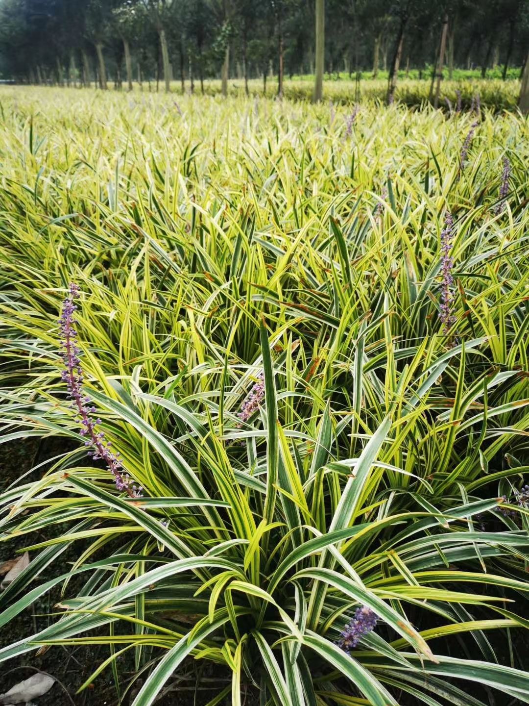 麦冬草  金边阔叶麦冬基地供应
