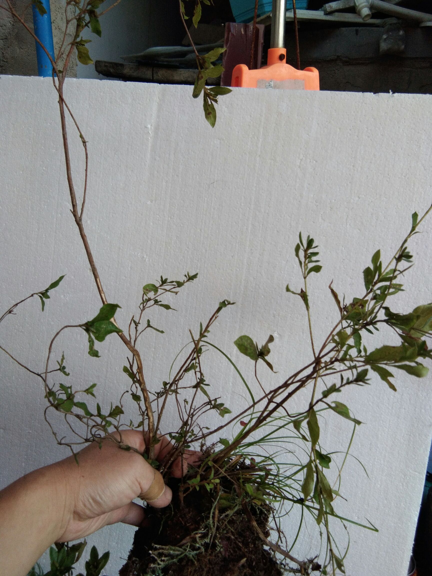 大别山先花后叶品种映山红 三四年苗小丛林