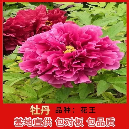 菏泽观赏牡丹  基地直销苗，牡丹种苗！牡丹树苗，牡丹苗！批发零售！