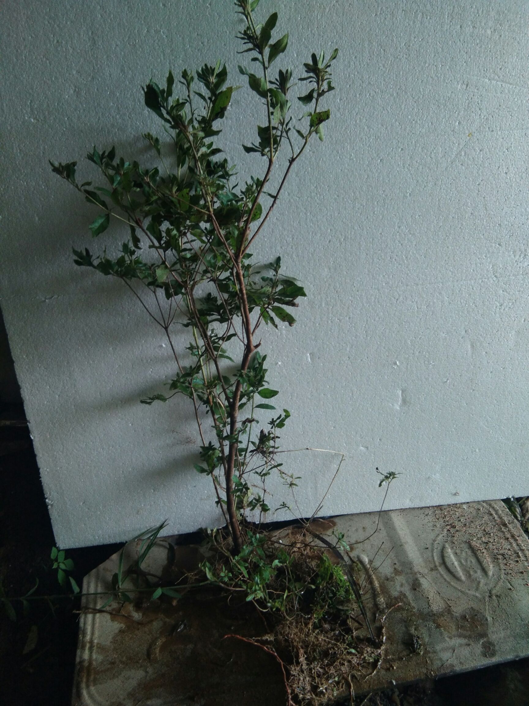  大别山先花后叶品种映山红 四五年苗 小丛林