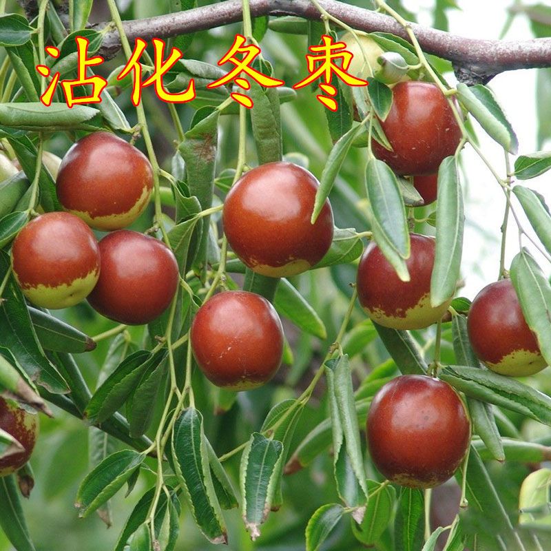 冬枣树苗  沾化冬枣苗