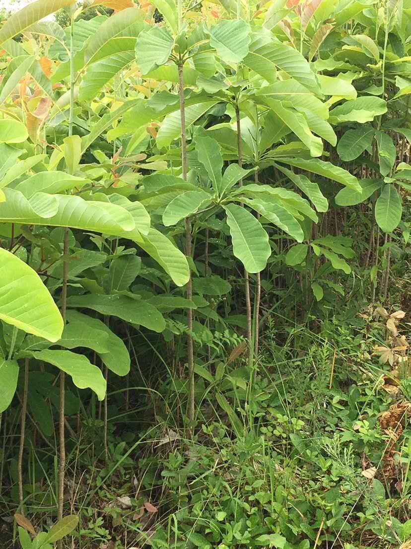厚朴树  低价出售厚朴苗