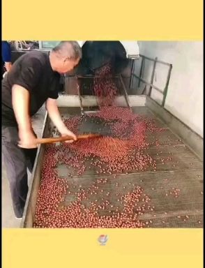 糖炒榛子优质产地批发一首货源大量大果坚果