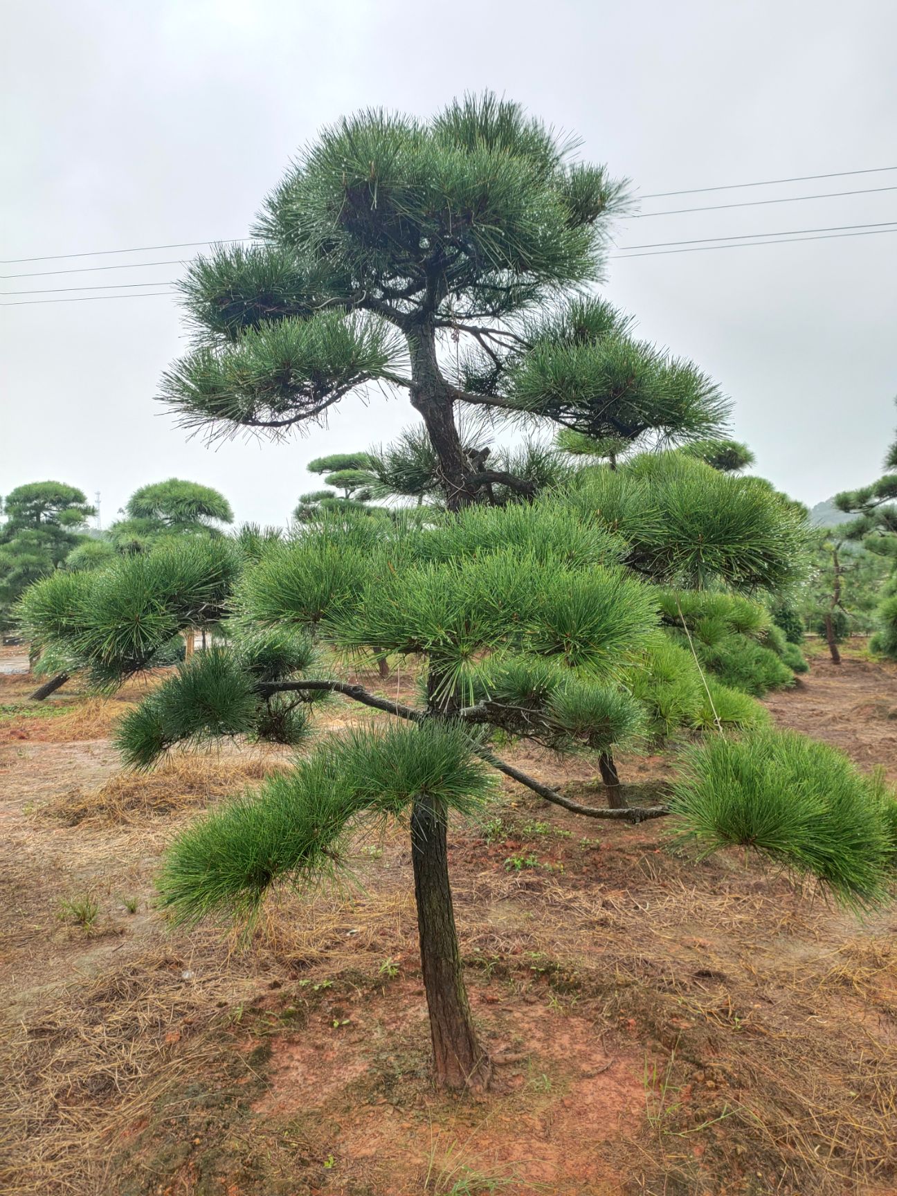 罗汉松，造型罗汉松盆景，造型罗汉松