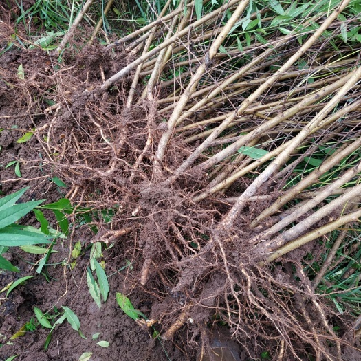 山毛桃树苗  自家苗圃种植毛桃实生苗苗，大量出售中，提供种植