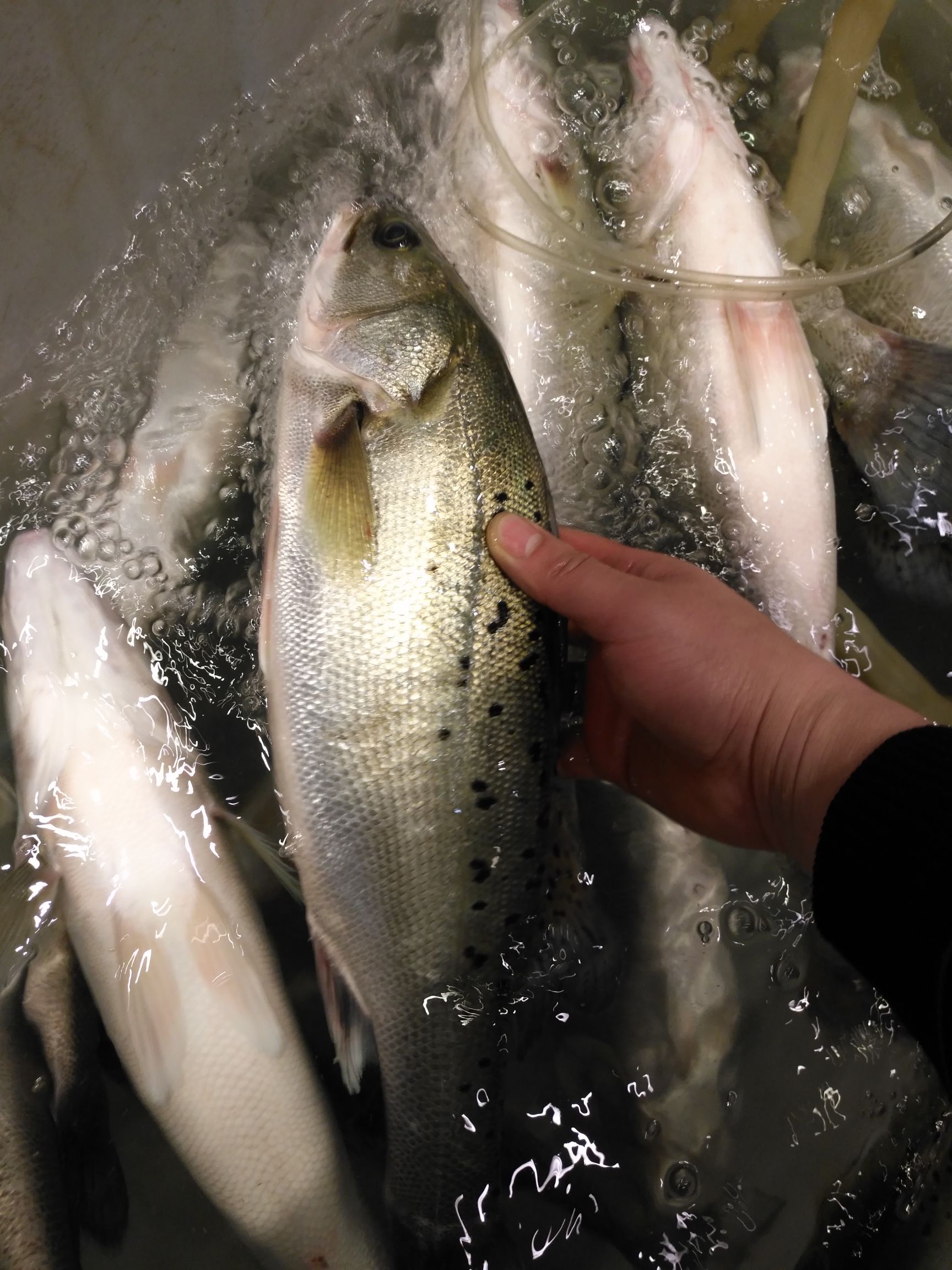 海鲈鱼  七星鲈鱼，鳊鱼，白条，包头